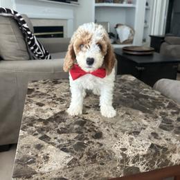 Fabian - Parti male Goldendoodle puppy in Mint Hill, North Carolina from DoodleForever