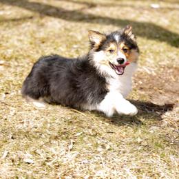 Tri boy 3 full Fluffy - Black and tan male Pembroke Welsh Corgi puppy in Hale, Michigan from All Hale Corgis