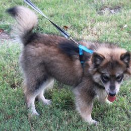Pomsky Puppies from Highpoint Pomskies