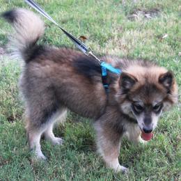 Pomsky Puppies from Highpoint Pomskies