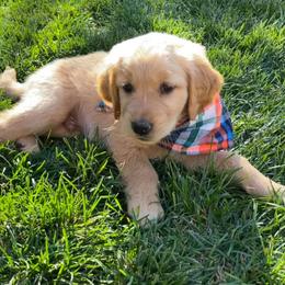 Golden Retrievers from Natasha Christensen