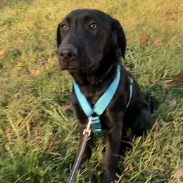 Blue Collar - Black Labrador Retriever puppy in Mansfield, Missouri from Labradors of Moxley Meadow