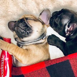 French Bulldogs from Moon Doggie Frenchie