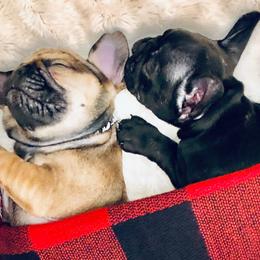 French Bulldogs from Moon Doggie Frenchie
