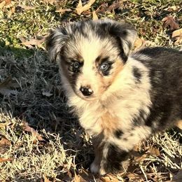 Miniature Australian Shepherds from Wildwood Aussies
