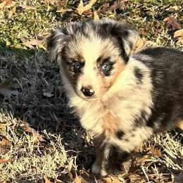 Miniature Australian Shepherds from Wildwood Aussies