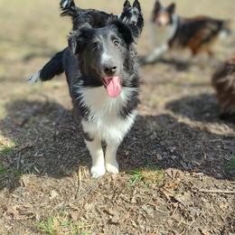 Ben - Black and white male Shetland Sheepdog puppy in Albany, New York from K&A Little Wonder's