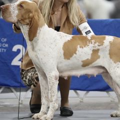 Dora - Bracco Italiano