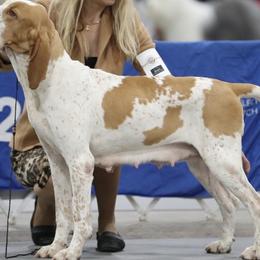 Dora - Bracco Italiano