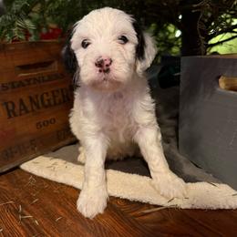 Donner - Black and white male Bernedoodle puppy in Williamston, South Carolina from Sassy Bob’s Dogs