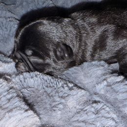 Ryder - Black male Pug puppy in Smiths Station, Alabama from Masters Pugs