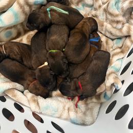 2nd Pick Male - Fawn sable male Belgian Malinois puppy in Boise, Idaho from Wings of Freedom Retrievers and Malinois