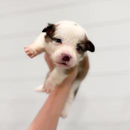Green - Anne Boleyn (fluffy) - Red female Pembroke Welsh Corgi puppy in Milan, Georgia from Williams’ Welsh Corgis LLC
