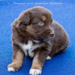Yellow - Red tri-color female Australian Shepherd puppy in Bloomfield, New York from Wayward Trails Kennel