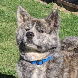 Akita and Japanese Akitainus from Sierra Mountain Akitas