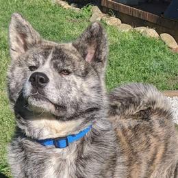 Akita and Japanese Akitainus from Sierra Mountain Akitas