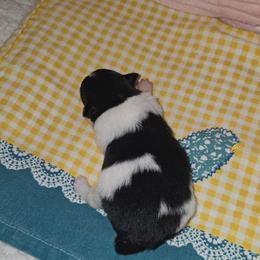 Gary - Black parti male Pomeranian puppy in Angleton, Texas from Pomeranian Palace, LLC