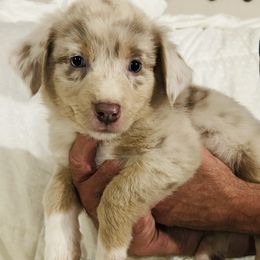 Georgia - Blue merle female Australian Shepherd puppy in Pasadena, Maryland from Maple shore Aussies