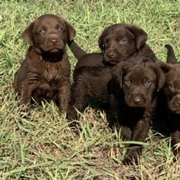 Dachshund and Labrador Retriever Puppies from Rockin M Kennel