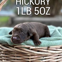 Hickory - Chocolate male Dilute Retriever puppy in Puyallup, Washington from 12 Door Farm Labradors