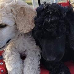Poodle Puppies from Heavenly Standards Washington