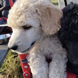 Poodle Puppies from Heavenly Standards Washington