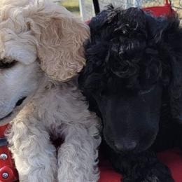 Poodle Puppies from Heavenly Standards Washington
