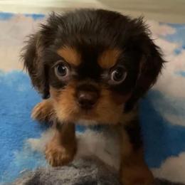 AKC Chocolate and tan boy - Chocolate male Cavalier King Charles Spaniel puppy in Fort White, Florida from Animal Encore’s Cavalier King Charles Spaniels