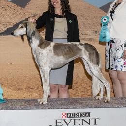 Trinket - Saluki