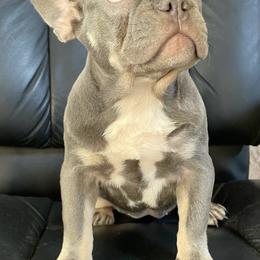 French Bulldogs from Frenchies Fam
