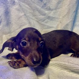 Andy - Dapple male Dachshund puppy in Pennsville, New Jersey from Bay Acres Dachshunds