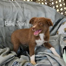 Billie Jean - Red tri female Miniature Australian Shepherd puppy in California from Eagle River Aussies