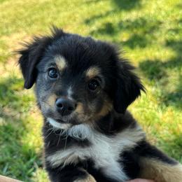 Zoe - Black tri female Miniature Australian Shepherd puppy in Vincennes, Indiana from Whispering Miniature Aussies