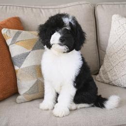 Juniper - Black and chalk female Australian Labradoodle puppy in Matthews, North Carolina from Weddington Labradoodles