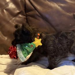 Cairn Terrier Puppies from Central Oregon Cairn Terriers