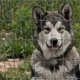 Alaskan Malamute puppies from Rockin' Maples Malamutes