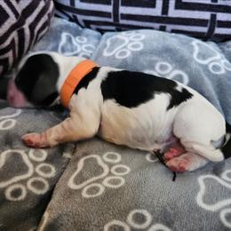 Sophie - Black white and tan female Cocker Spaniel puppy in Midlothian, Virginia from Swift Creek Cocker Spaniels