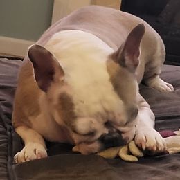 French Bulldogs from Proud French Bulldogs