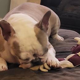 French Bulldogs from Proud French Bulldogs