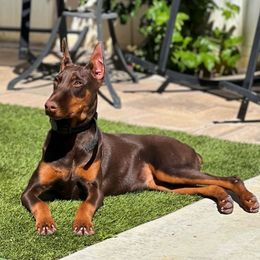 Luna - Doberman Pinscher