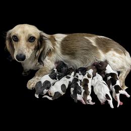 Bloodhound and Dachshund Puppies from Hat Creek Kennel