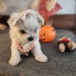 Maltese Puppies from My Precious pups