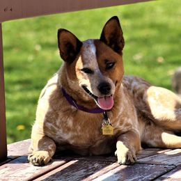 Australian Cattle Dogs from Double T Farm