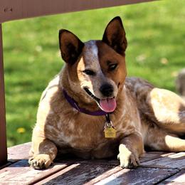 Australian Cattle Dogs from Double T Farm