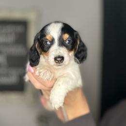 Job - Black and cream male Dachshund puppy in Brandon, Florida from Knights Dachshunds
