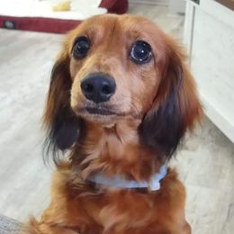 Maggie - Dachshund
