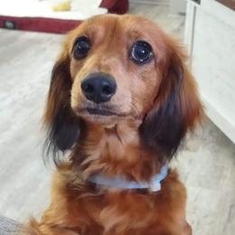 Maggie - Dachshund