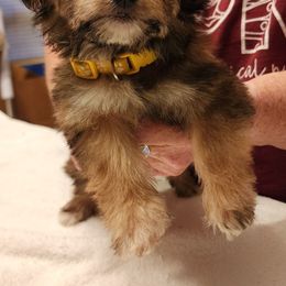 Winifred - Papillon puppy from Kica Papillons