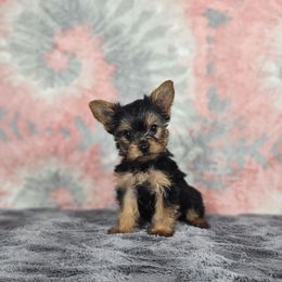 Pup 4 - Black and tan female Yorkshire Terrier puppy in Polk City, Florida from Yorkies by Casey