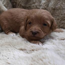 Boy 1 - Black phantom male Aussiedoodle puppy in Central Islip, New York from Fifth Avenue Australian Shepherds